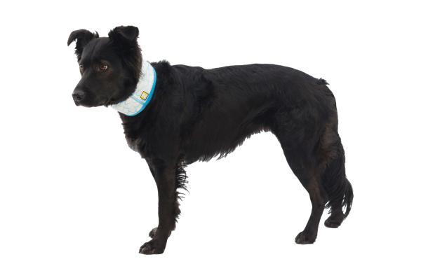 Ruffwear Swamp Cooler Neck Gaiter Biolumin Blue Gr. XS Ruffwear Swamp Cooler Neck Gaiter Biolumin Blue Gr. XS